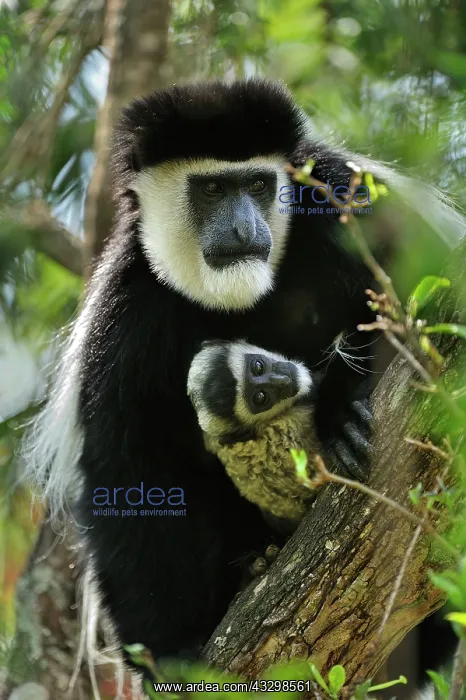 : Mantled Guereza / Eastern Black and White Colubus : Mantled Guereza / Eastern Black and White Colubus