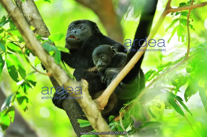 : Mantled Howler / Golden-mantled Howling Monkey - : Mantled Howler / Golden-mantled Howling Monkey -