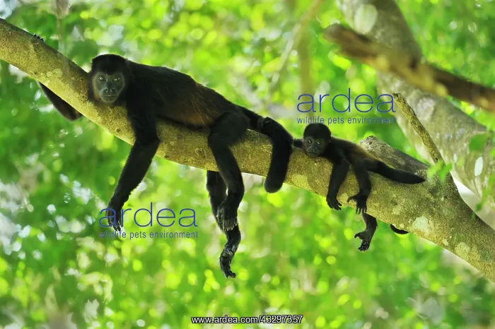  : Mantled Howler  /  Golden-mantled Howling Monkey -