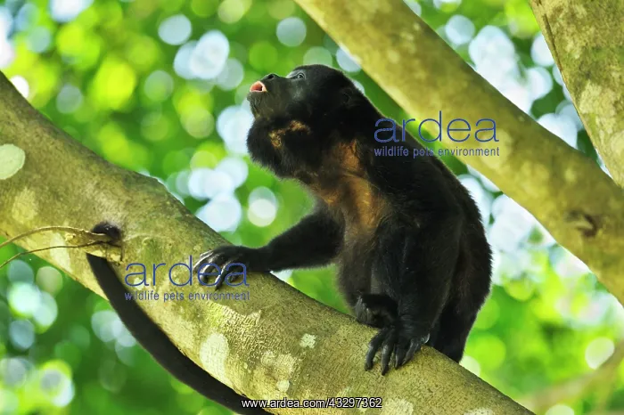 : Mantled Howler / Golden-mantled Howling Monkey - : Mantled Howler / Golden-mantled Howling Monkey -