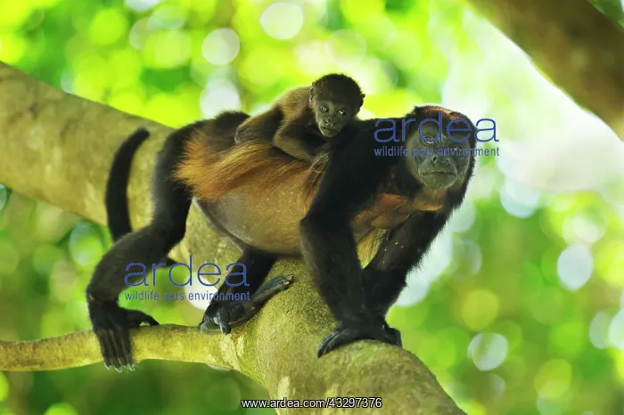 : Mantled Howler / Golden-mantled Howling Monkey - : Mantled Howler / Golden-mantled Howling Monkey -