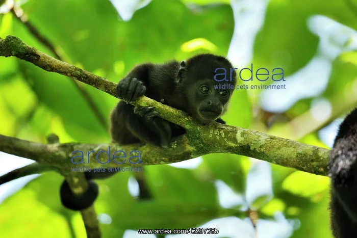 : Mantled Howler / Golden-mantled Howling Monkey - : Mantled Howler / Golden-mantled Howling Monkey -