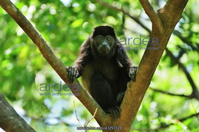 : Mantled Howler / Golden-mantled Howling Monkey Cahuita : Mantled Howler / Golden-mantled Howling Monkey Cahuita