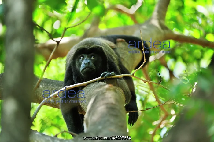 : Mantled Howler / Golden-mantled Howling Monkey Cahuita : Mantled Howler / Golden-mantled Howling Monkey Cahuita