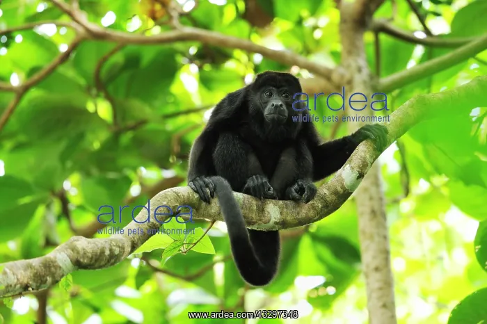: Mantled Howler / Golden-mantled Howling Monkey Cahuita : Mantled Howler / Golden-mantled Howling Monkey Cahuita