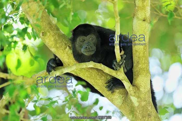: Mantled Howler / Golden-mantled Howling Monkey Cahuita : Mantled Howler / Golden-mantled Howling Monkey Cahuita