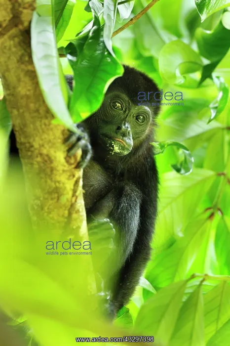 : Mantled Howler / Golden-mantled Howling Monkey Cahuita : Mantled Howler / Golden-mantled Howling Monkey Cahuita