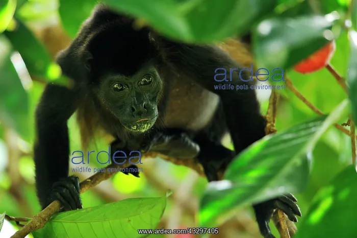 : Mantled Howler / Golden-mantled Howling Monkey Cahuita : Mantled Howler / Golden-mantled Howling Monkey Cahuita