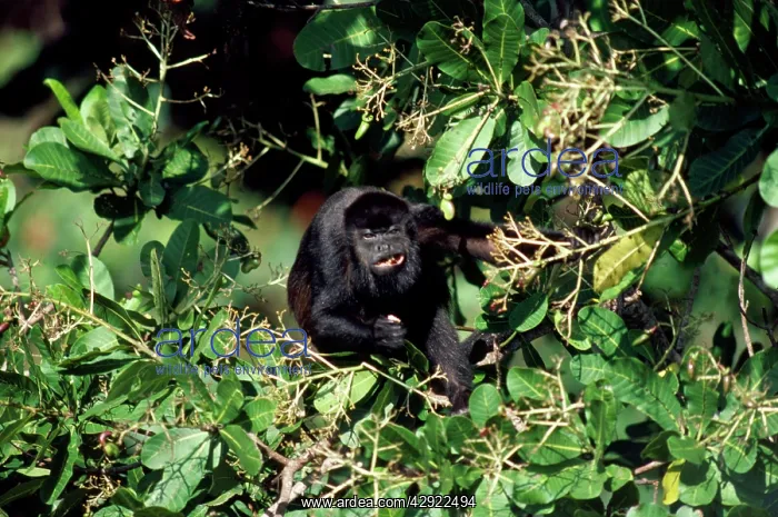 : Mantled Howler Monkey : Mantled Howler Monkey