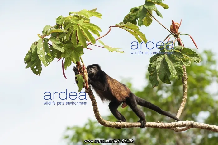 : Mantled Howler Monkey : Mantled Howler Monkey