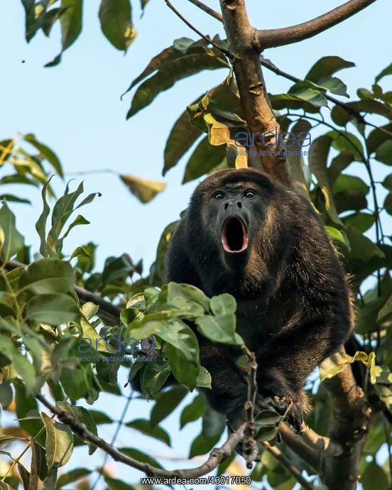 : Mantled Howler Monkey adult howling on tree : Mantled Howler Monkey adult howling on tree