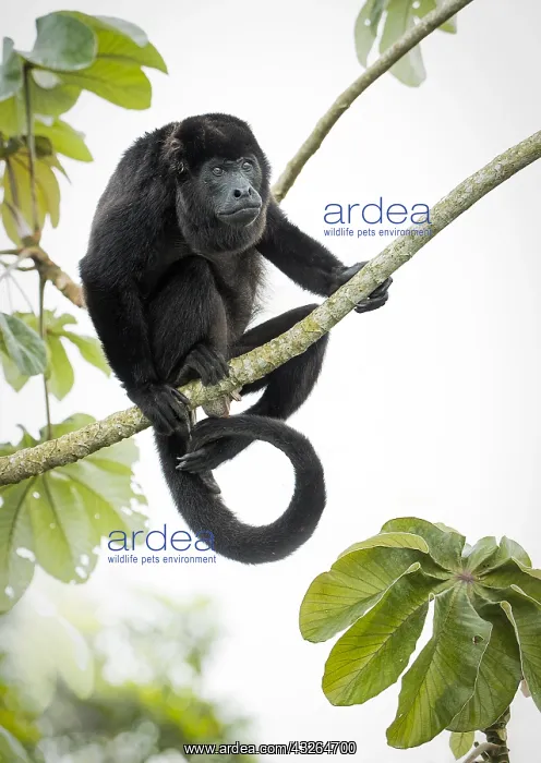 : Mantled Howler Monkey (Alouatta palliata), adult : Mantled Howler Monkey (Alouatta palliata), adult