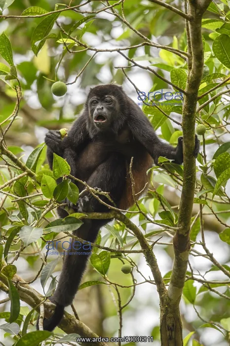 : Mantled Howler Monkey - Mantled Howler Monkey in : Mantled Howler Monkey - Mantled Howler Monkey in