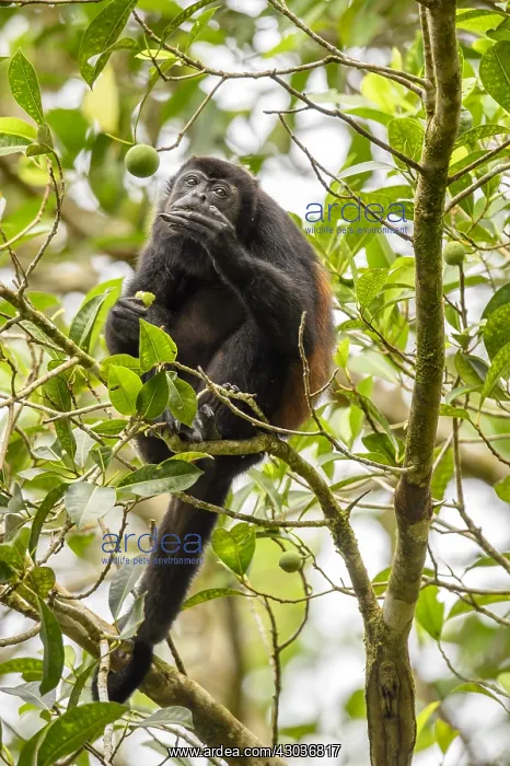 : Mantled Howler Monkey - Mantled Howler Monkey in : Mantled Howler Monkey - Mantled Howler Monkey in