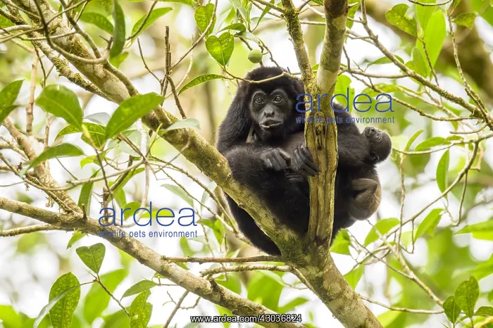 : Mantled Howler Monkey - Mantled Howler Monkey in : Mantled Howler Monkey - Mantled Howler Monkey in