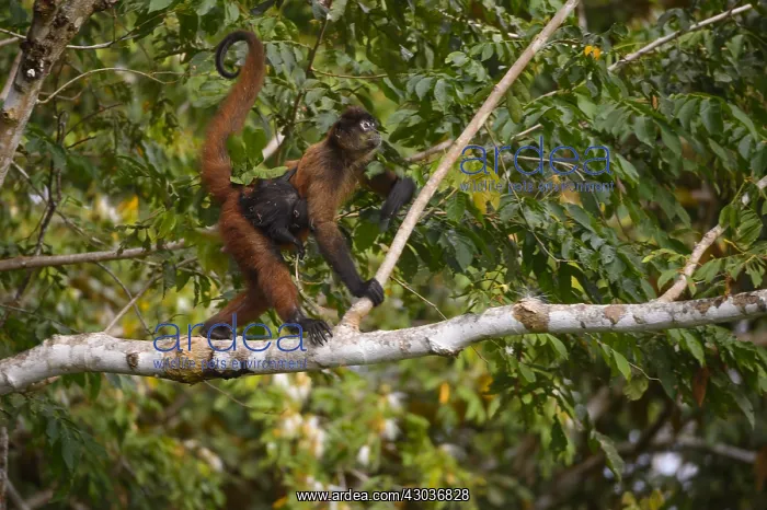 : Mantled Howler Monkey - Mantled Howler Monkey with : Mantled Howler Monkey - Mantled Howler Monkey with