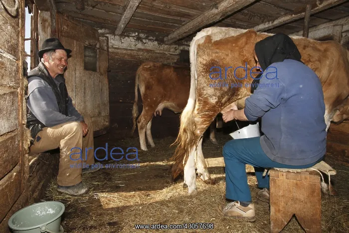 : Manual milking Apuseni Mountains Romania : Manual milking Apuseni Mountains Romania