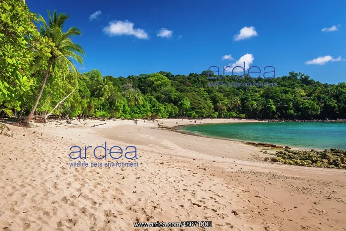 : Manuel Antonio Beach, Manuel Antonio National Park : Manuel Antonio Beach, Manuel Antonio National Park
