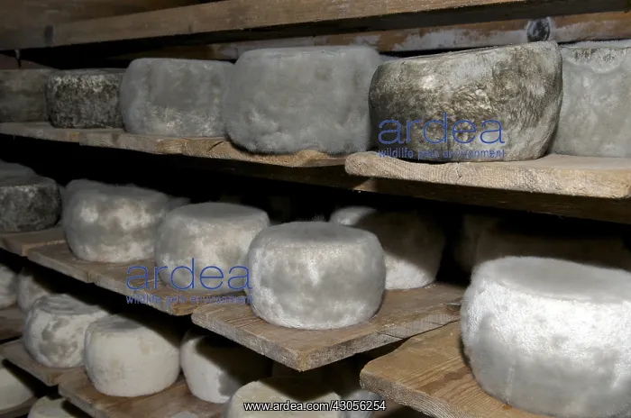  : Manufacture of the volume of Goat Savoie France