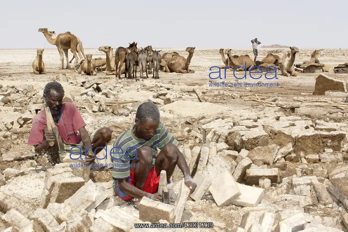 : Manufacturing brick salt Lake Karoum Danakil Depression : Manufacturing brick salt Lake Karoum Danakil Depression