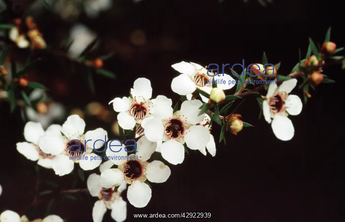 : Manuka / New Zealand Tea Tree - white flowers are : Manuka / New Zealand Tea Tree - white flowers are