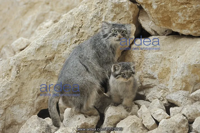 : Manul or Pallas cat (Otocolobus manul) : Manul or Pallas cat (Otocolobus manul)