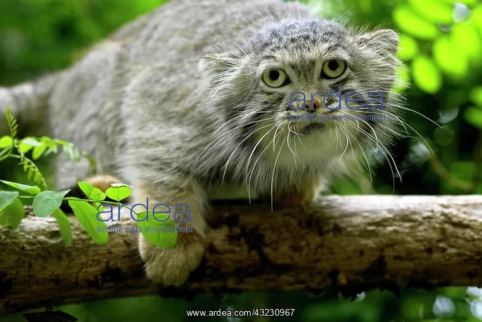 : MANUL OR PALLAS'S CAT (otocolobus manul), ADULT ON BRANCH : MANUL OR PALLAS'S CAT (otocolobus manul), ADULT ON BRANCH