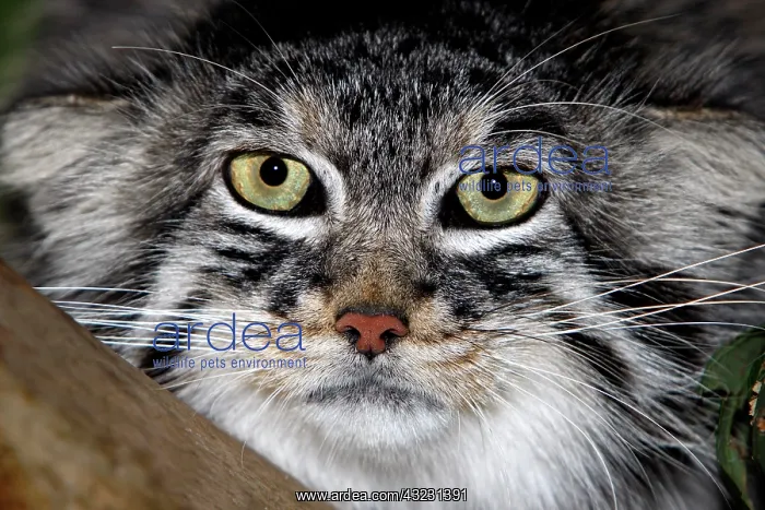 : MANUL OR PALLAS'S CAT (otocolobus manul), HEAD CLOSE-UP : MANUL OR PALLAS'S CAT (otocolobus manul), HEAD CLOSE-UP