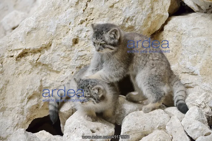 : Manul or Pallas's cat (Otocolobus manul) : Manul or Pallas's cat (Otocolobus manul)