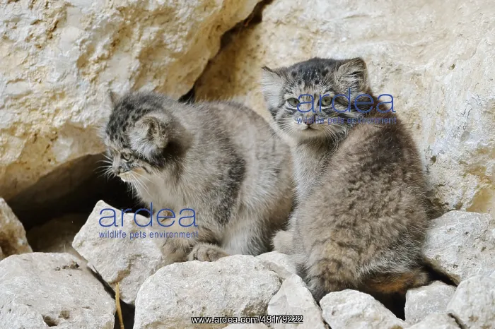 : Manul or Pallas's cat (Otocolobus manul) : Manul or Pallas's cat (Otocolobus manul)