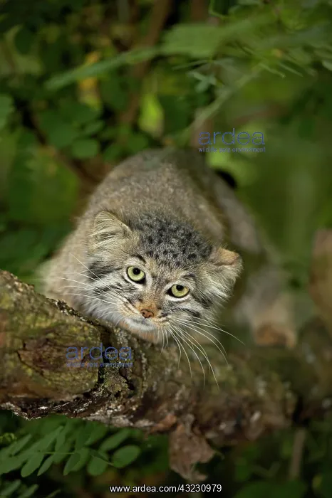 : Manul or Pallas's Cat (otocolobus manul), Adult : Manul or Pallas's Cat (otocolobus manul), Adult