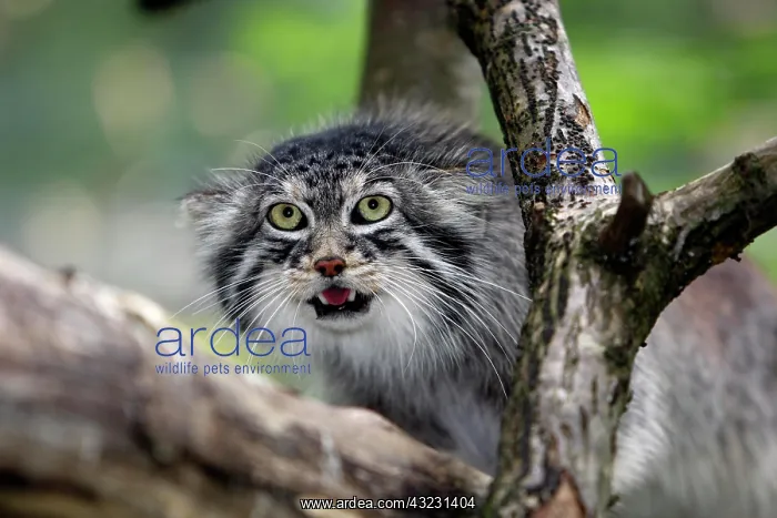 : Manul or Pallas's Cat (otocolobus manul), Adult : Manul or Pallas's Cat (otocolobus manul), Adult