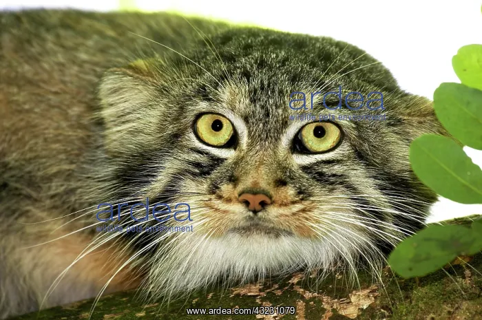 : MANUL OR PALLAS'S CAT (otocolobus manul), HEAD OF ADULT : MANUL OR PALLAS'S CAT (otocolobus manul), HEAD OF ADULT
