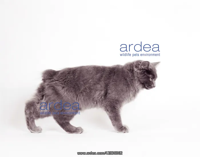 : MANX CAT - Blue Cymric : MANX CAT - Blue Cymric