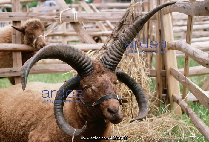  : MANX LOGHTAN SHEEP