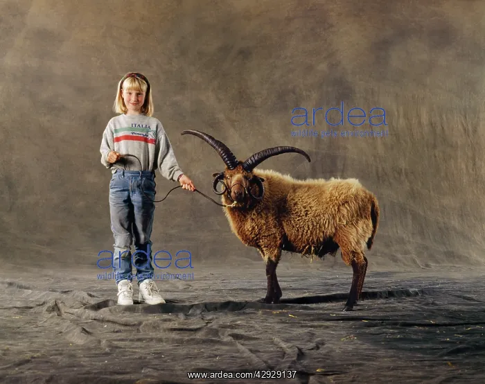  : MANX LOGHTAN SHEEP AND GIRL