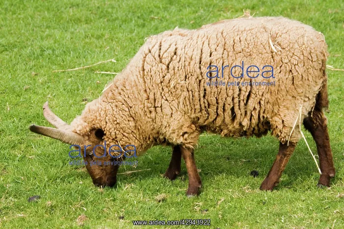  : Manx Loghtan sheep - grazing
