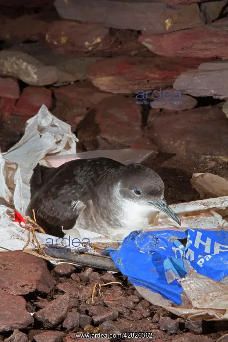 : Manx Shearwater : Manx Shearwater