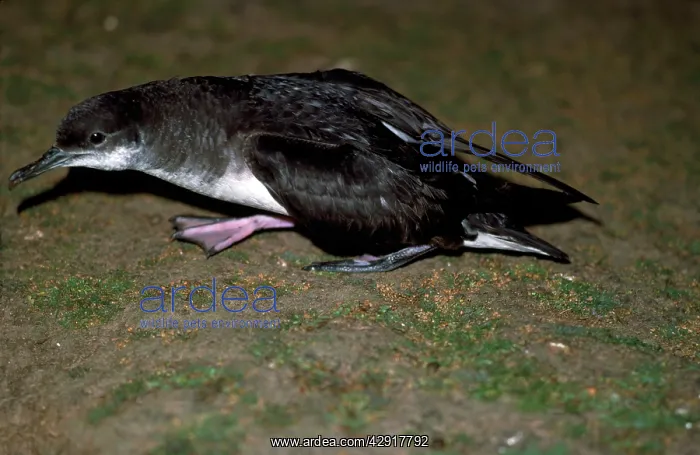 : Manx Shearwater : Manx Shearwater