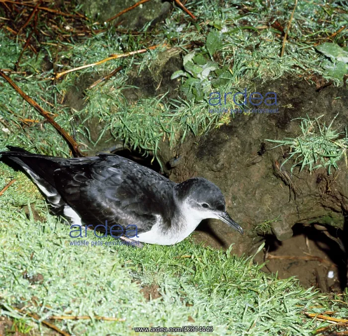  : MANX SHEARWATER - At burrow entrance