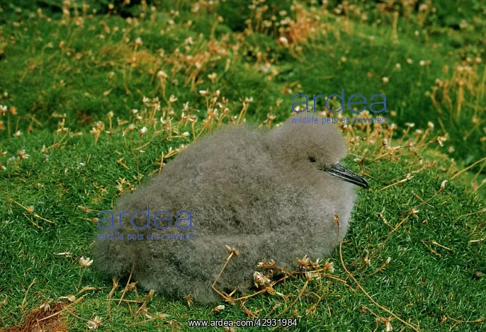 : Manx Shearwater - Chick : Manx Shearwater - Chick