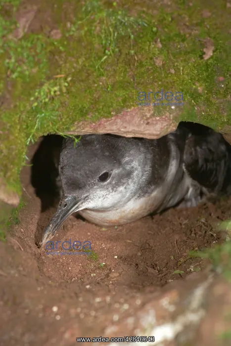 : Manx Shearwater - at the entrance to its burrow : Manx Shearwater - at the entrance to its burrow