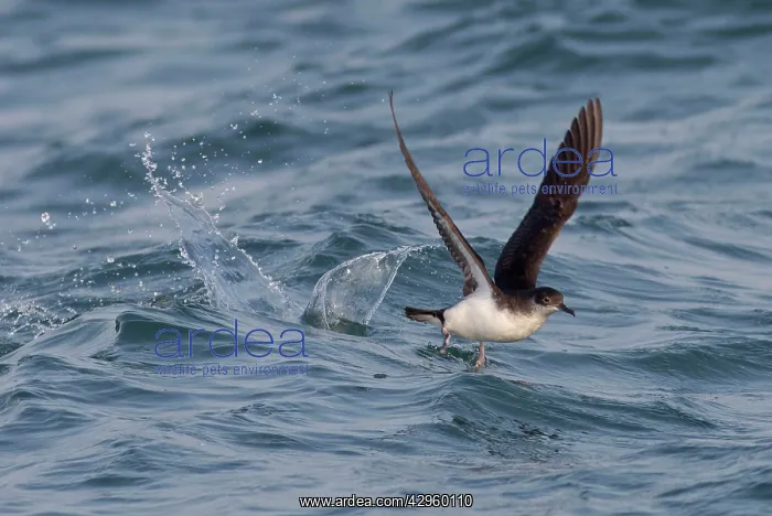  : Manx Shearwater - in flight - running on the sea