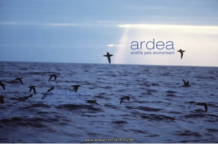 : MANX SHEARWATER - Flight over sea : MANX SHEARWATER - Flight over sea