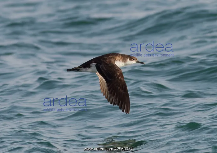 : Manx Shearwater - in flight over the sea : Manx Shearwater - in flight over the sea