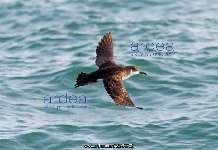 : Manx Shearwater - in flight over the sea : Manx Shearwater - in flight over the sea