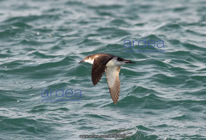 : Manx Shearwater - in flight over the sea : Manx Shearwater - in flight over the sea