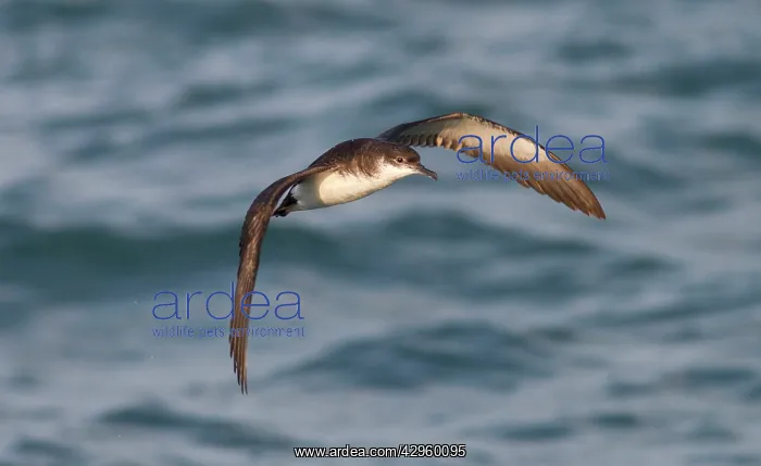: Manx Shearwater - in flight over the sea : Manx Shearwater - in flight over the sea