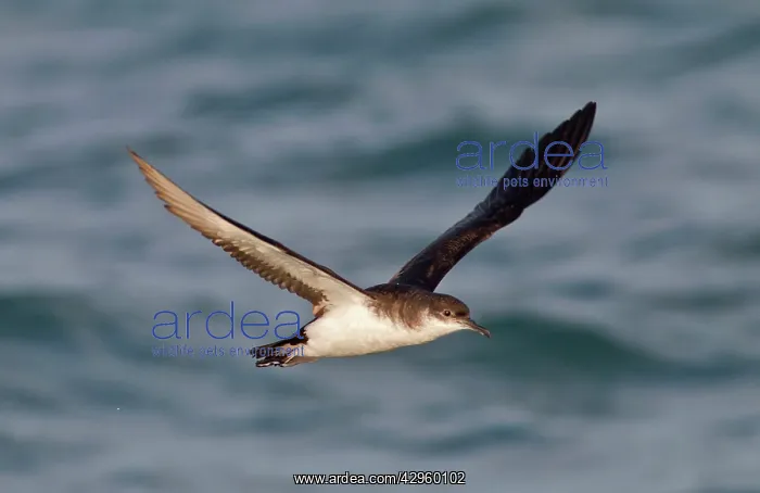 : Manx Shearwater - in flight over the sea : Manx Shearwater - in flight over the sea
