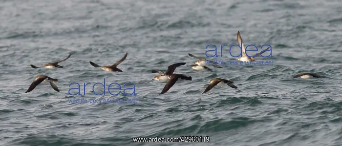 : Manx Shearwater - in flight over the sea : Manx Shearwater - in flight over the sea
